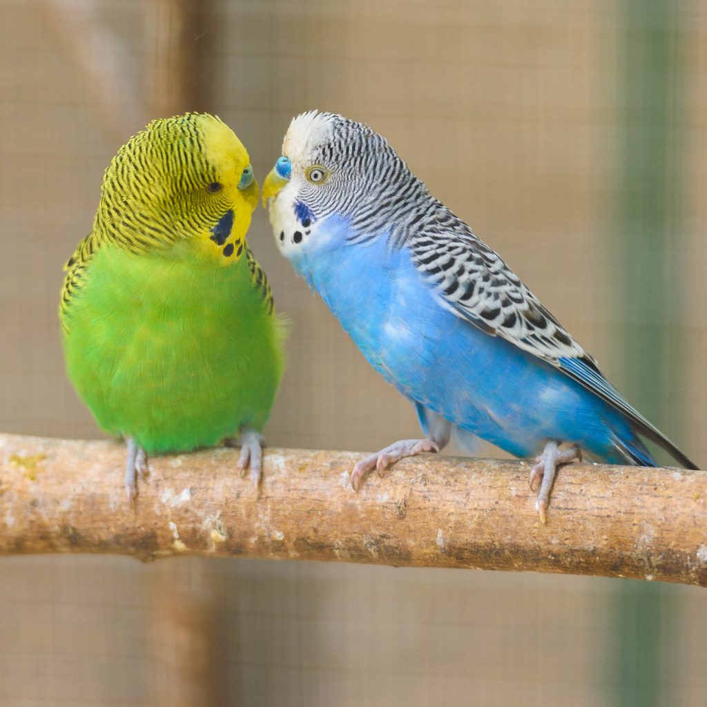 2 parakeets standing on a perch together