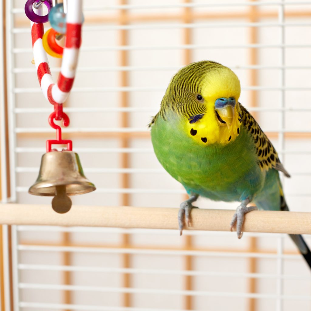 Parakeet sitting on a perch with a bell