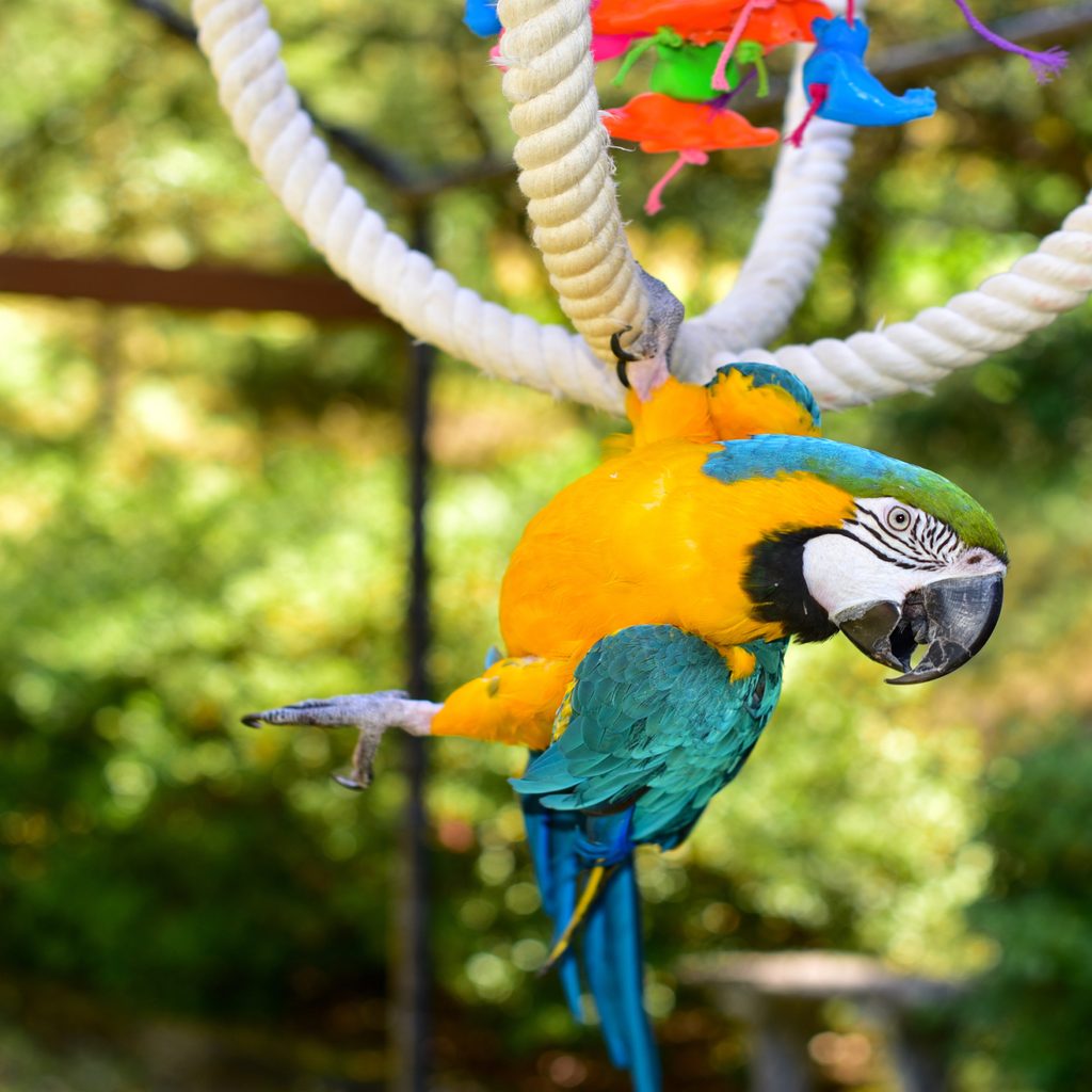 Parrot hangs from a rope toy