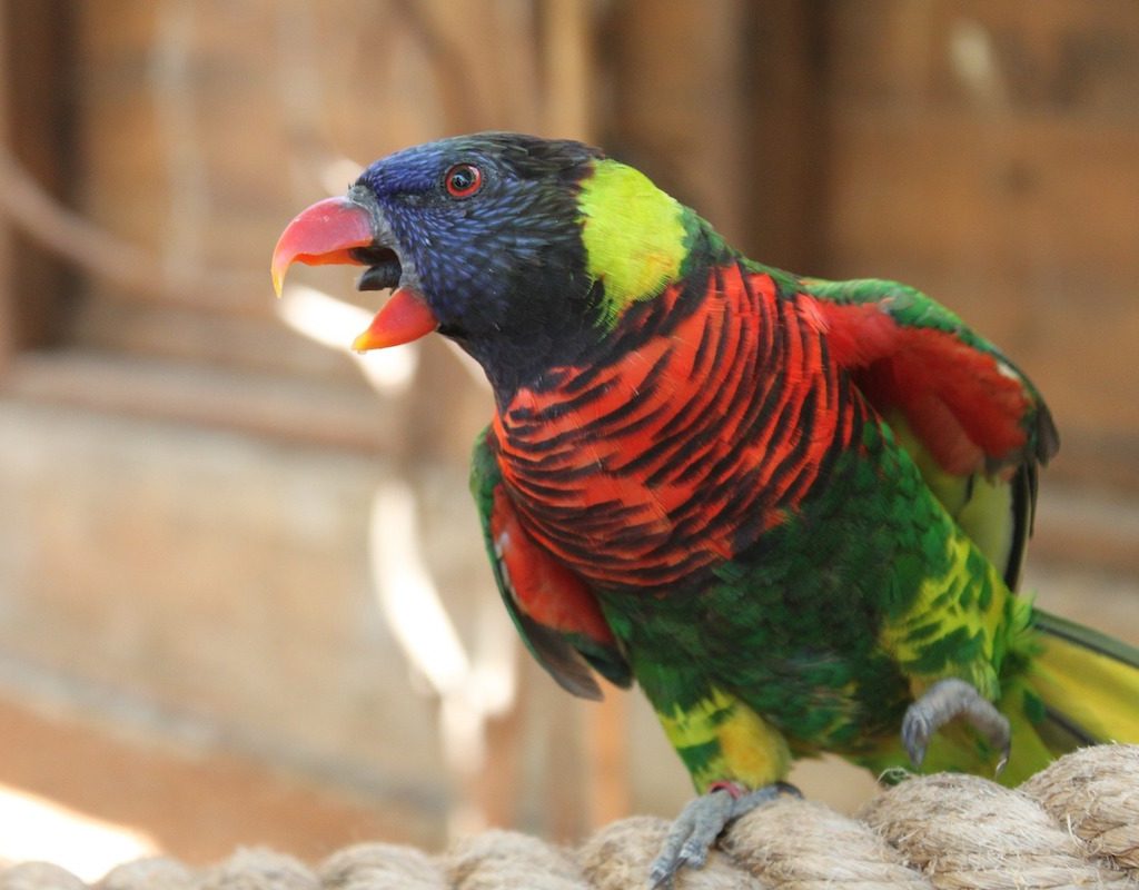 Scared parrot squawks