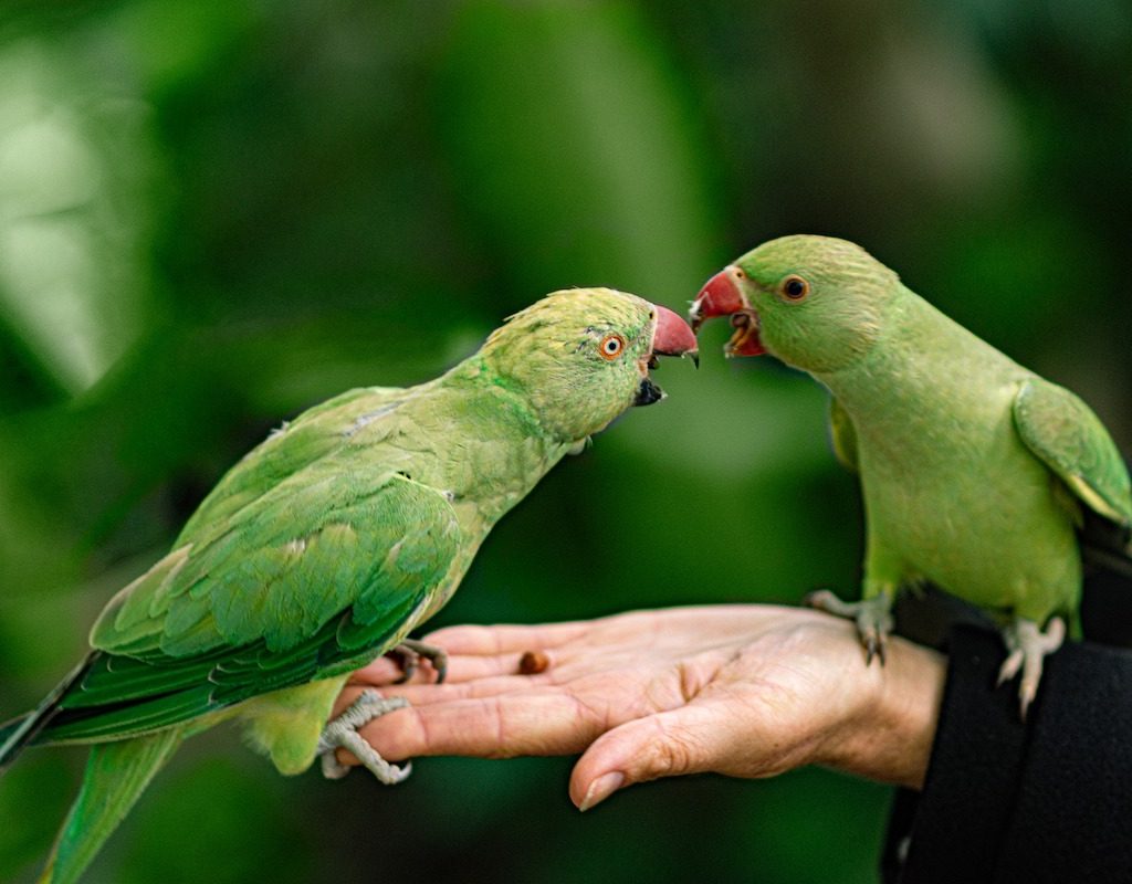 Two parrots feed while perched in human hand