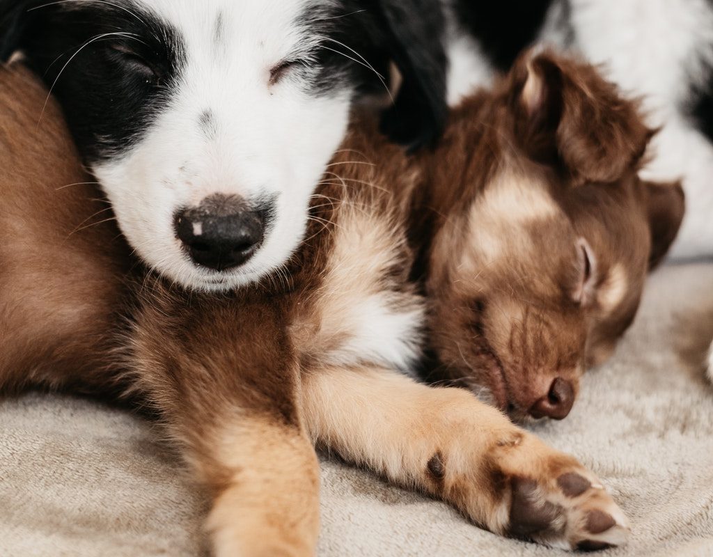 A couple of puppies napping on each other