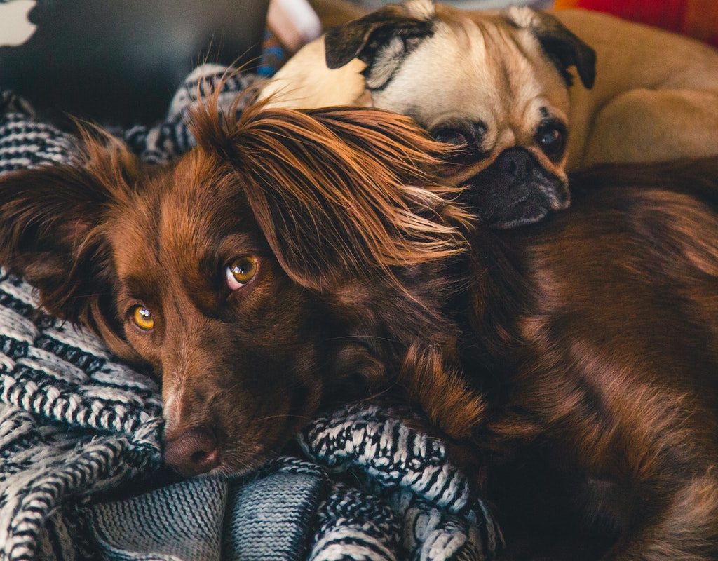 Two pups enjoying a snuggle