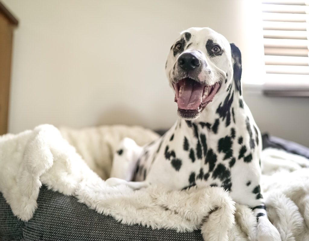 A happy fog in their dog bed