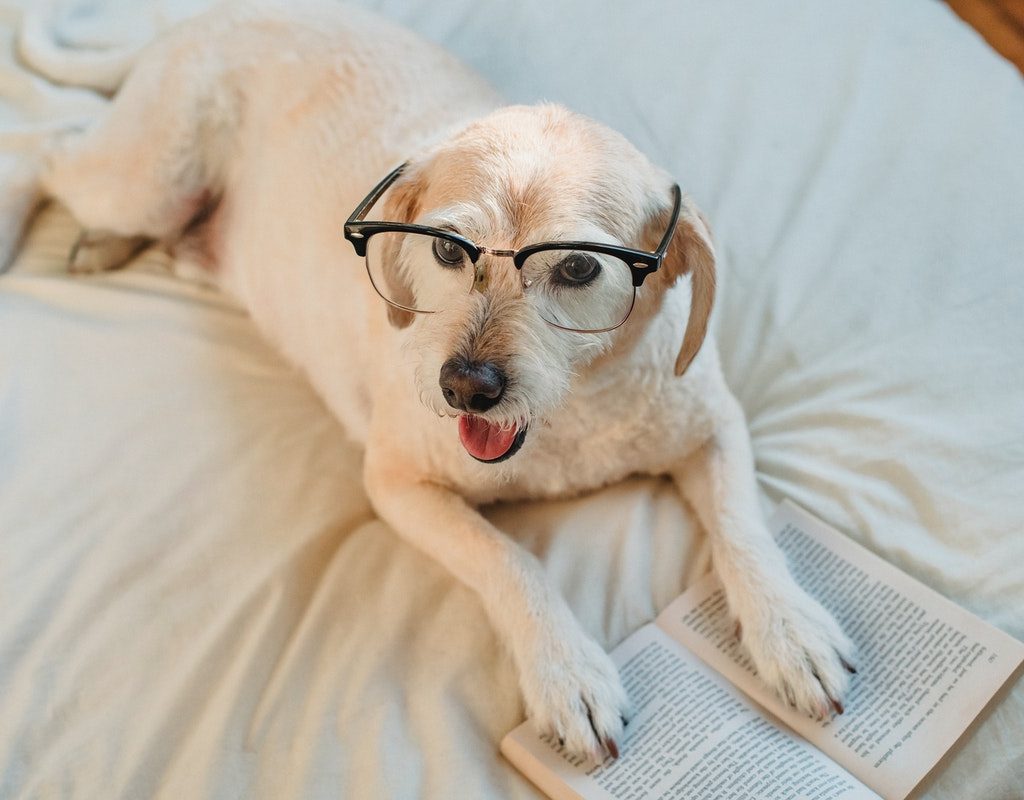 Dog on a bed wearing glasses and reading a book