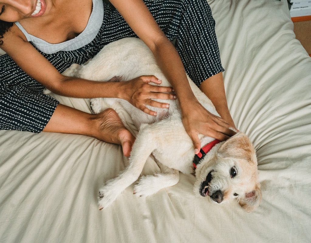 Dog playing on a bed with his human mom
