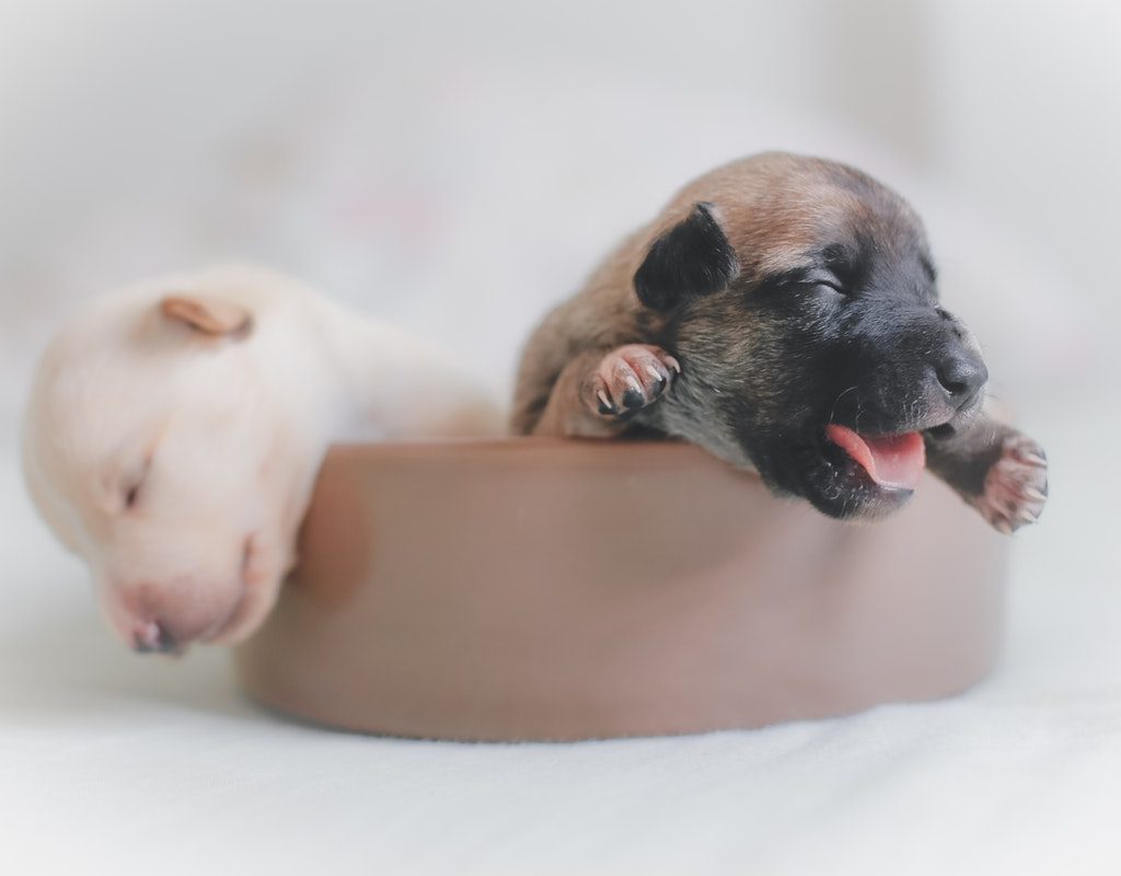 a couple of puppies sleeping in a little dog bed