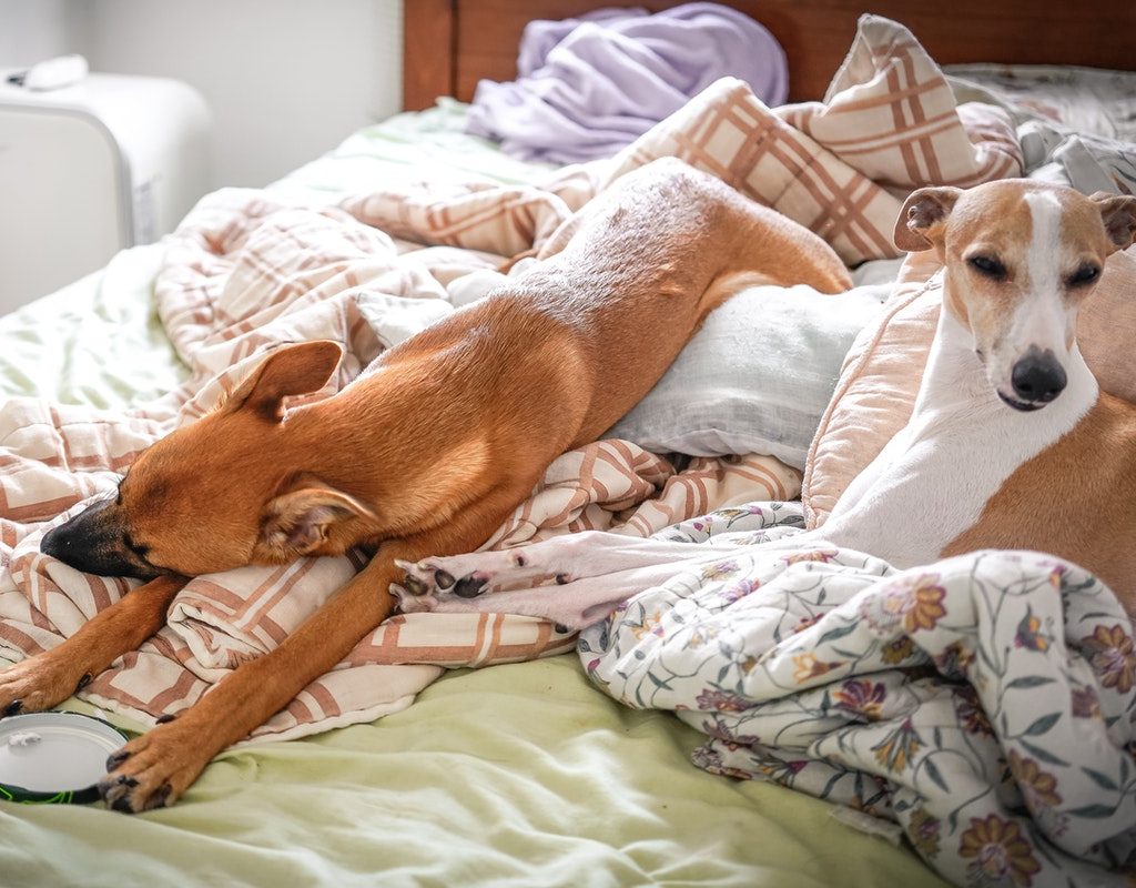A couple of pups stretched out on a bed