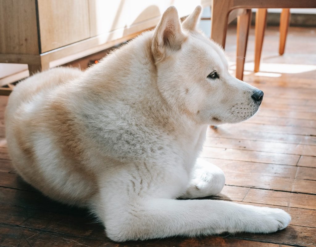Beautiful dog laying on the floor