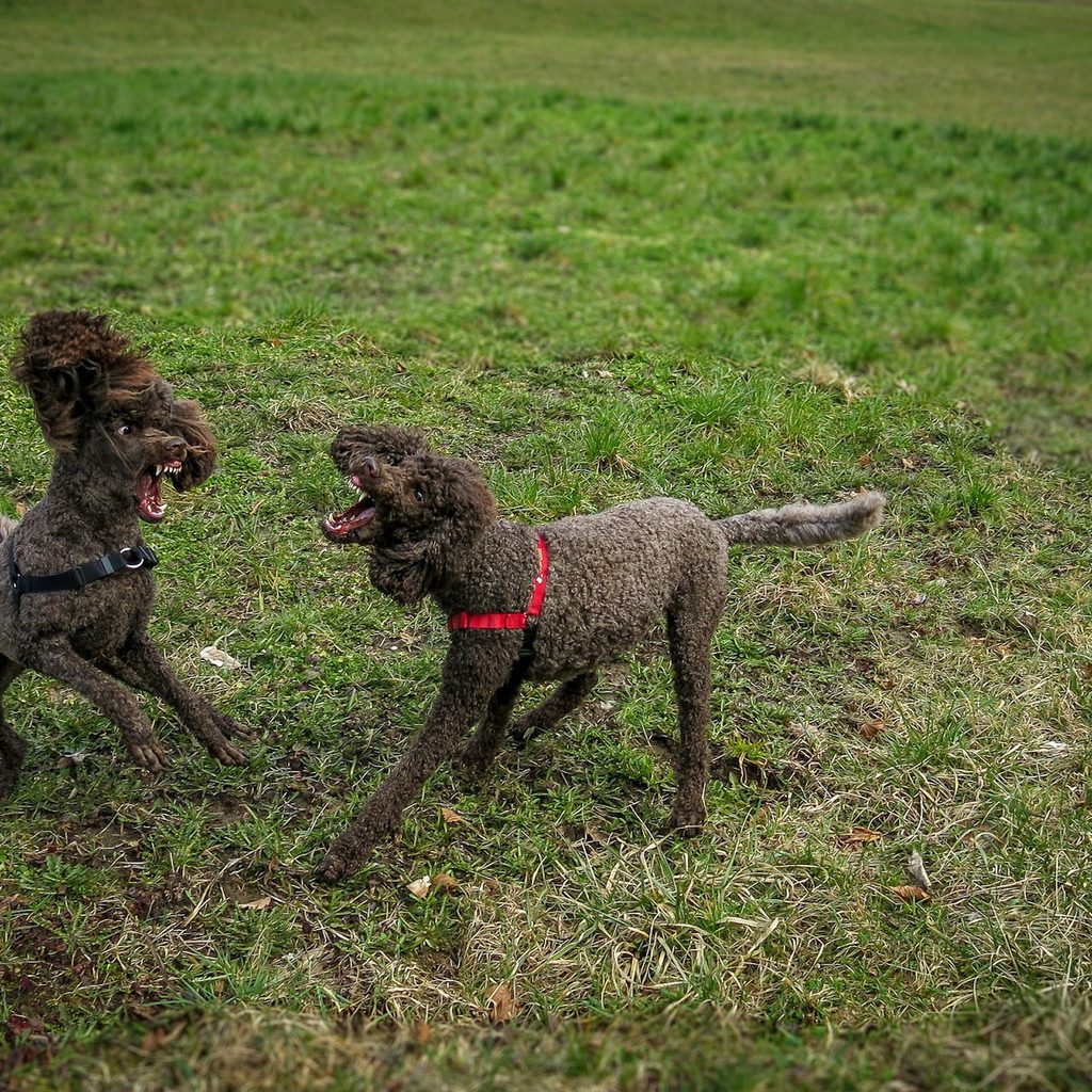 Two brown miniature poodles snarl and lunge at one another in the grass