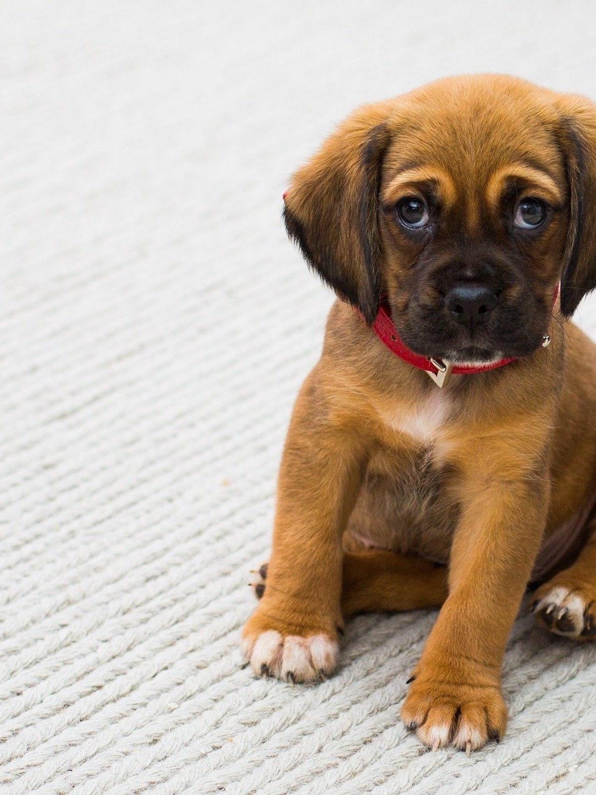 a brown puppy with floppy ears and big brown eyes looks up at the camera, sitting on a white woven carpet