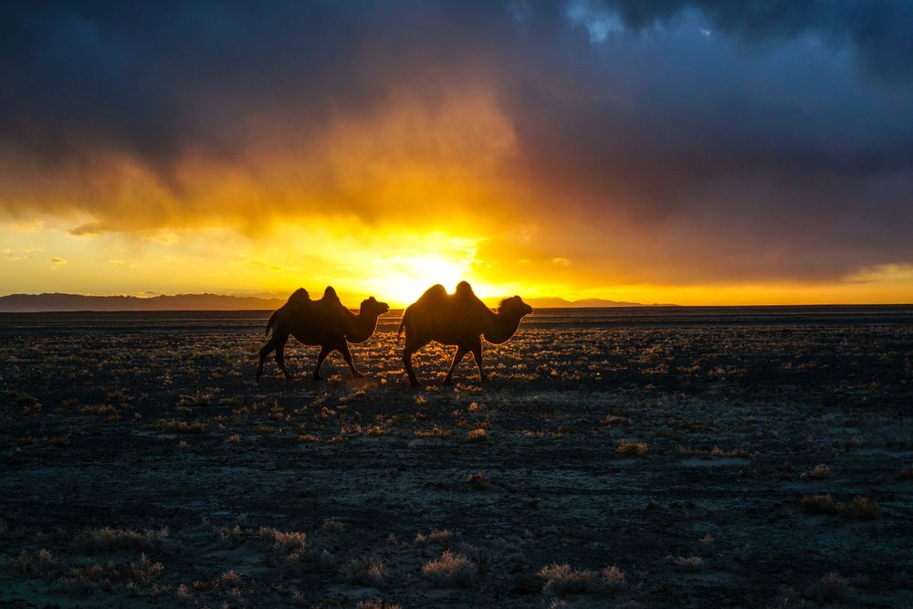 camels in gobi desert
