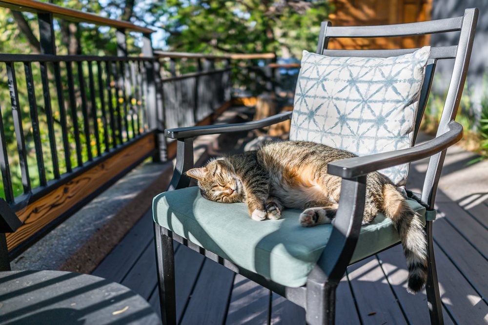 tabby cat on patio chair