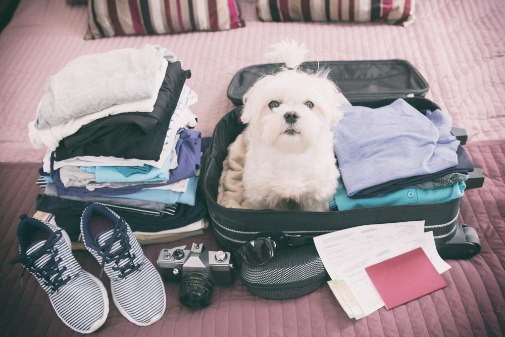 White Maltese in suitcase