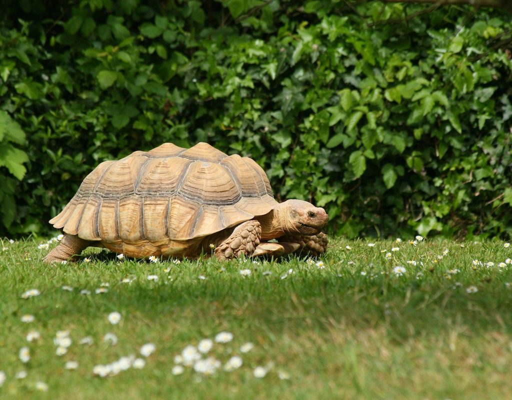 Tortoise walks outside in the grass