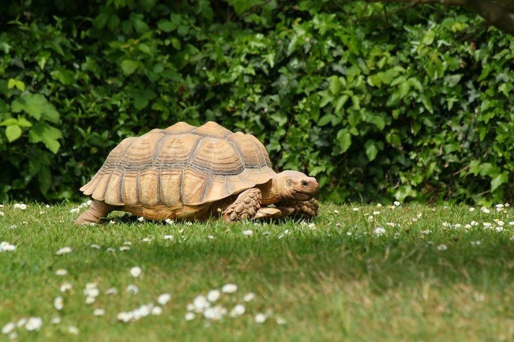Tortoise walks outside in the grass