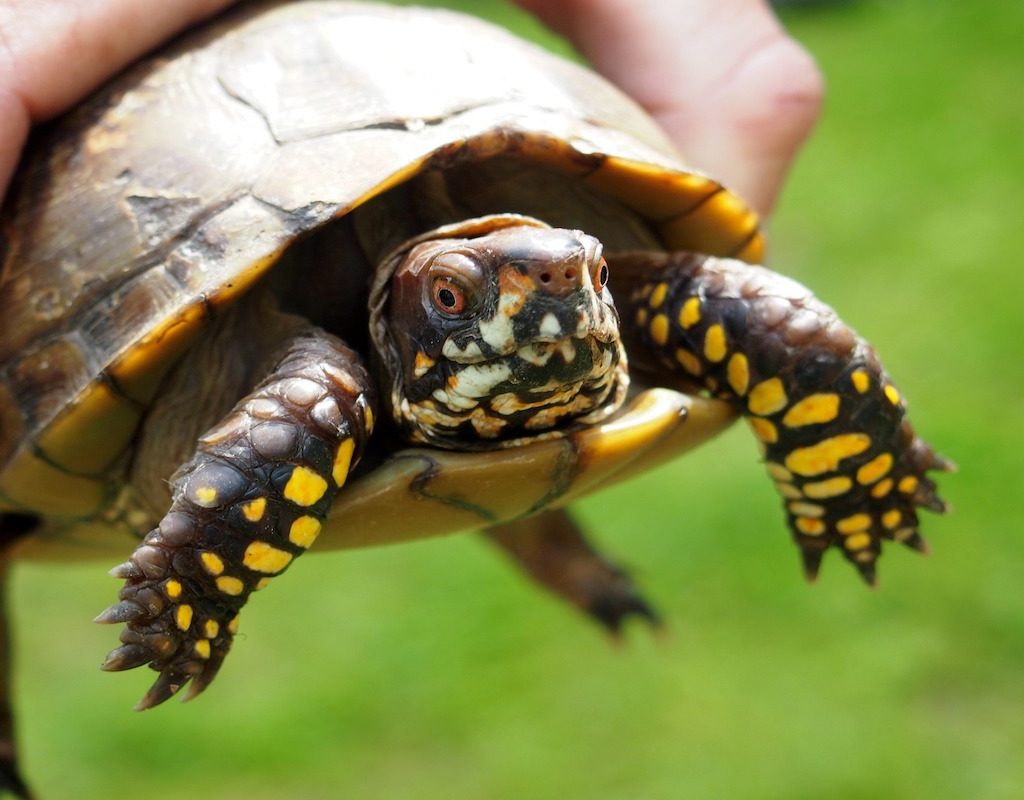 Turtle being held up by a human