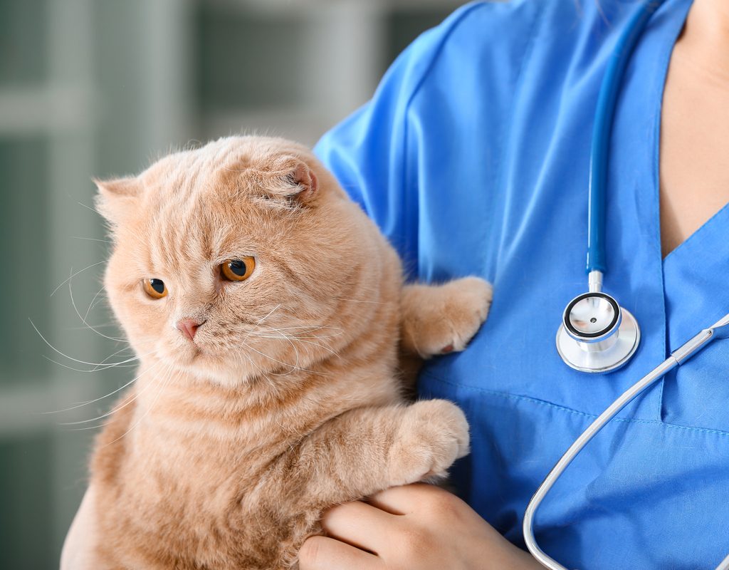 Vet holding an orange cat