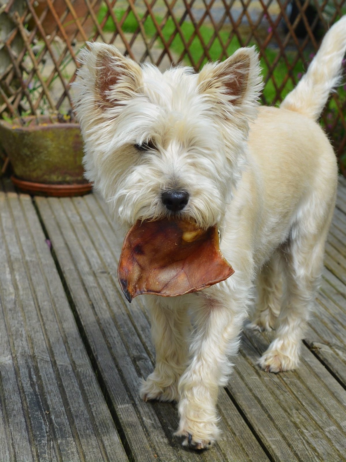 a white cairn terrier stands in a yard with a snack in their mouth