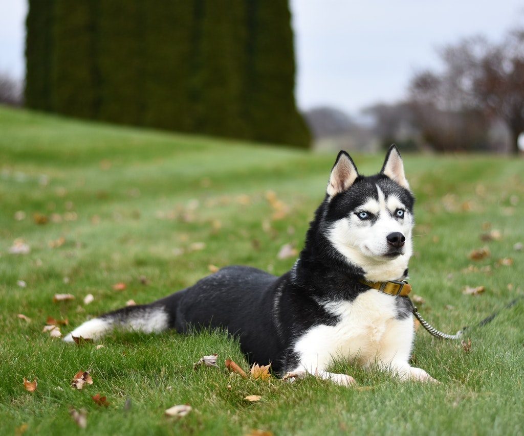 Adult Siberian husky lying in grass