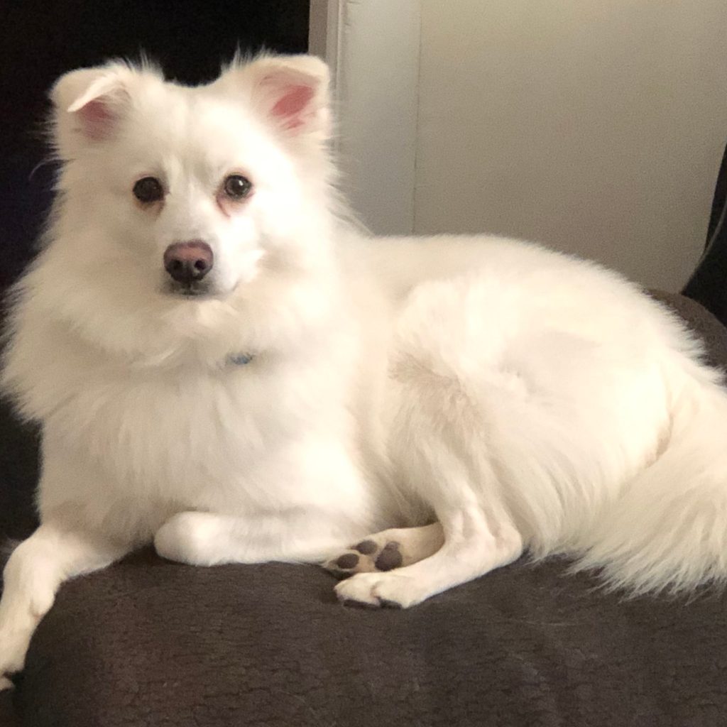 a white american eskimo dog sitting on a dark couch