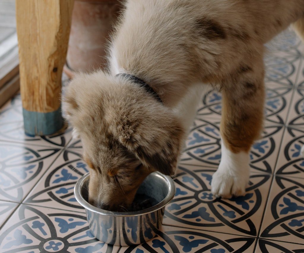 Australian Shepherd puppy eating from a bowl on the floor.