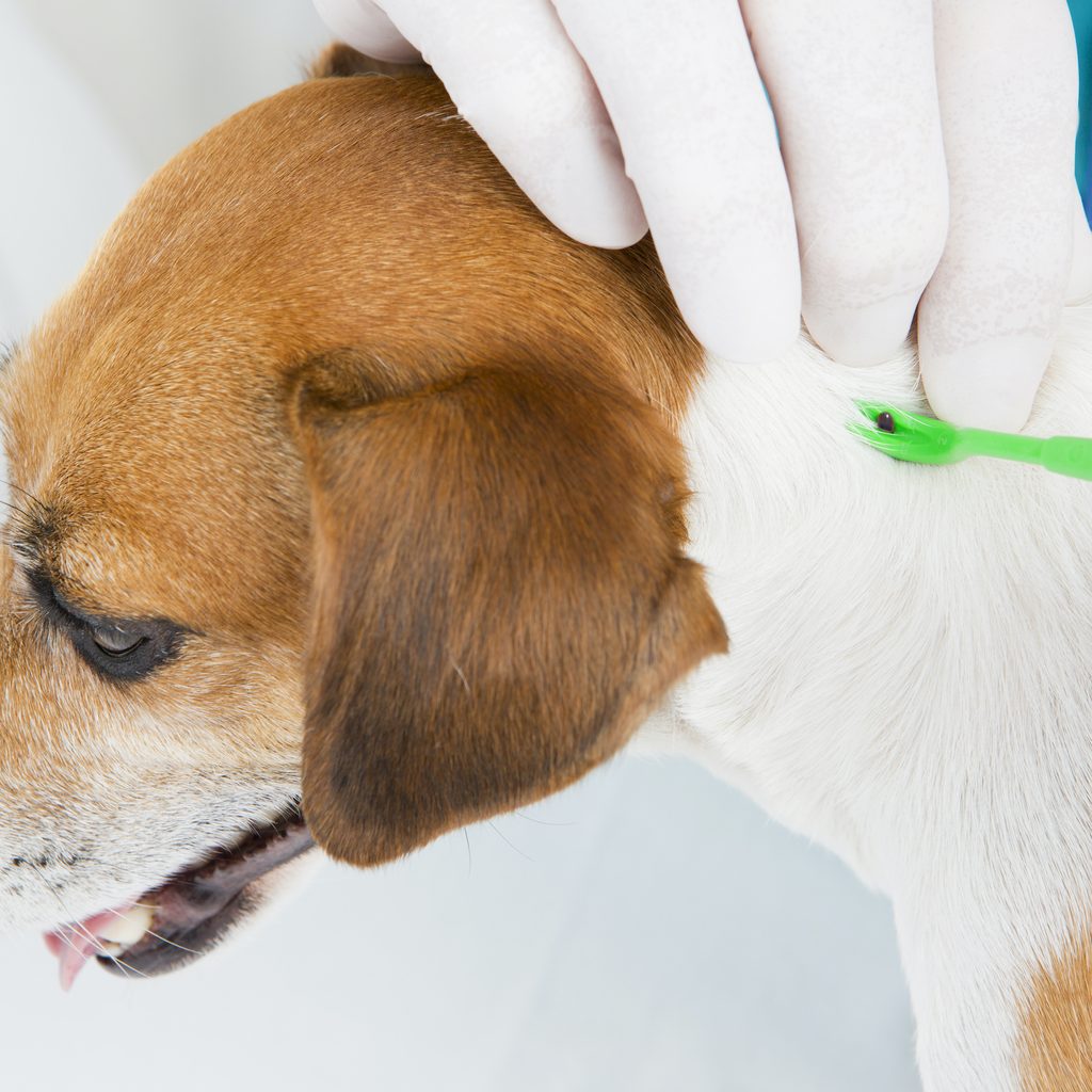 someone wearing gloves uses a green tick removal tool to remove a tick from beagle's neck