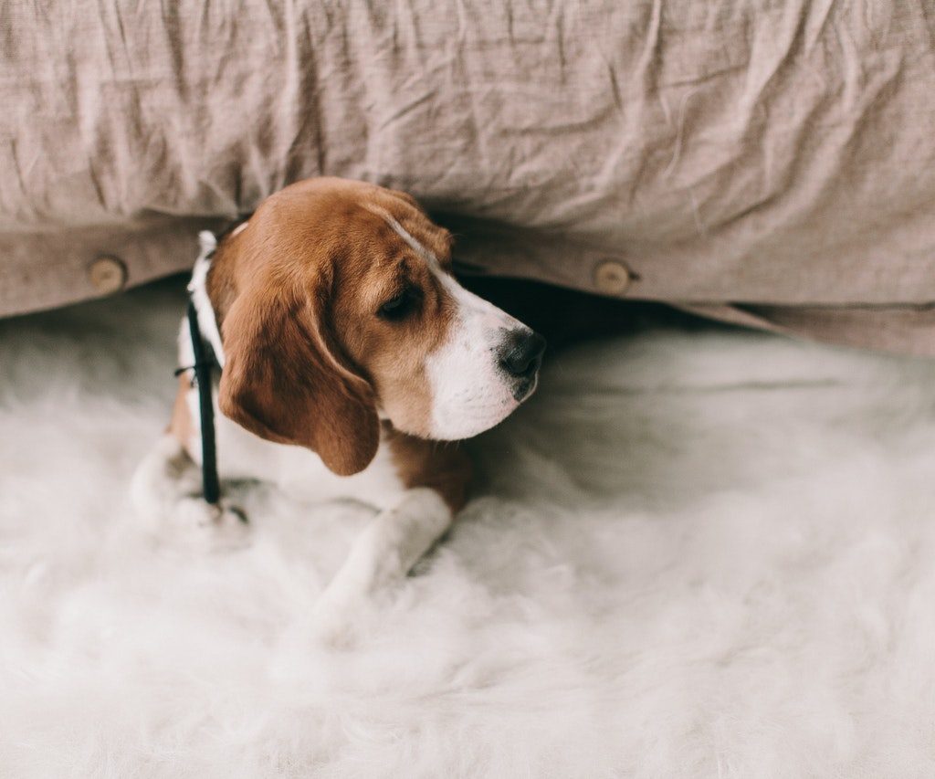Brown and white beagle under a beige pillow.