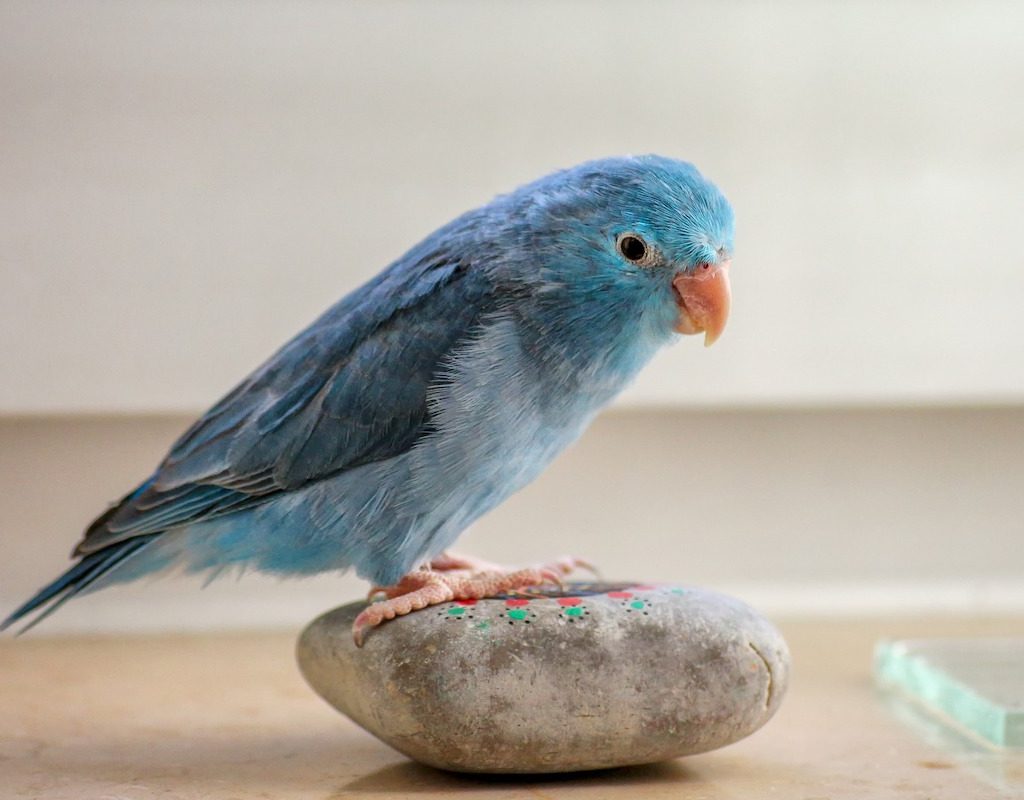 Bird looks quizzically at stone