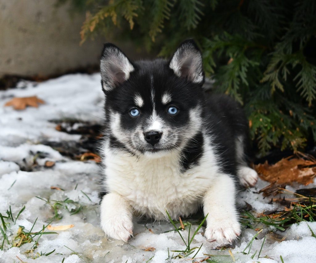 A blue-eyed, black and white Pomsky puppy.