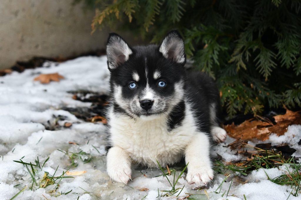 A blue-eyed, black and white Pomsky puppy.