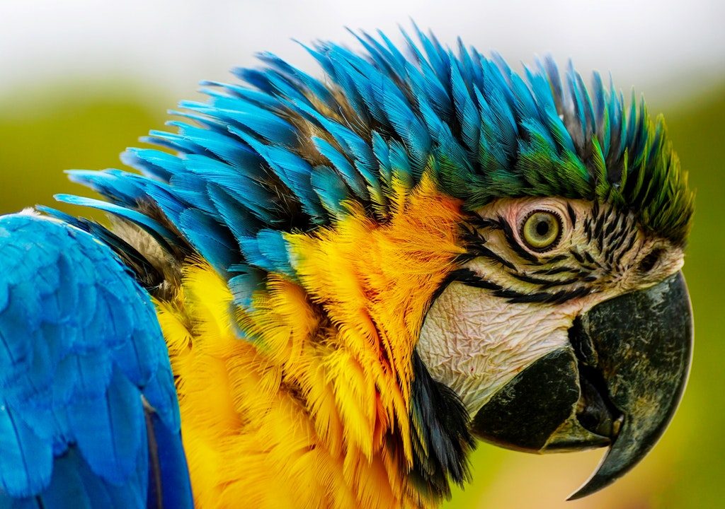 Close-up of a blue and yellow parrot.