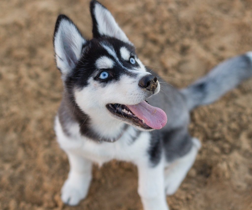 A blue-eyed Siberian husky puppy sitting on grass