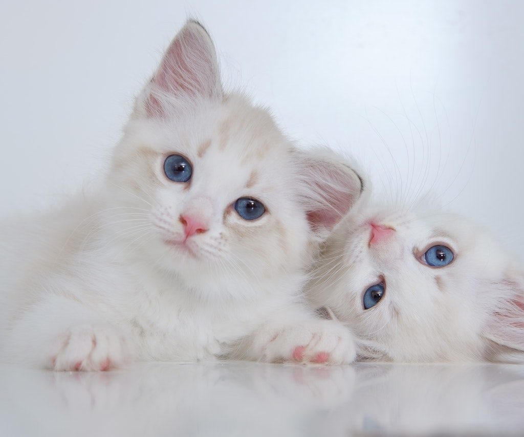 Two blue-eyed white kittens snuggling.
