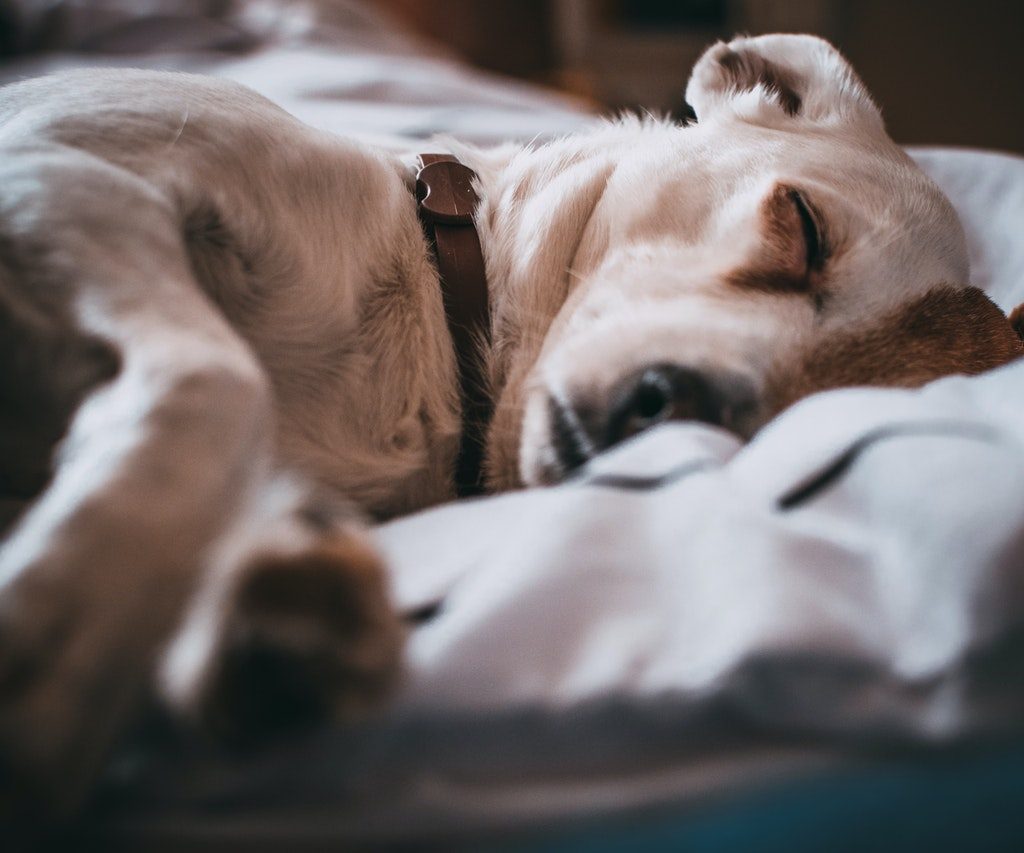 Brown and white dog sleeping in bed.