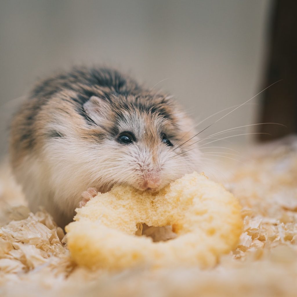 A brown hamster chewing a treat.