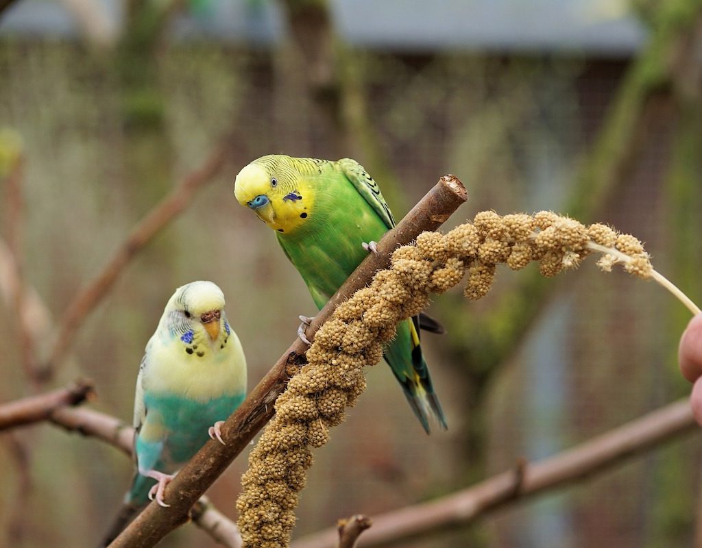 Parakeets eat seeds from a stalk