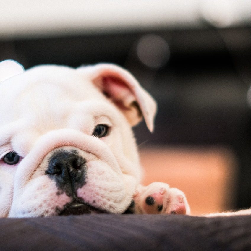 Black and white Bulldog puppy in bed.