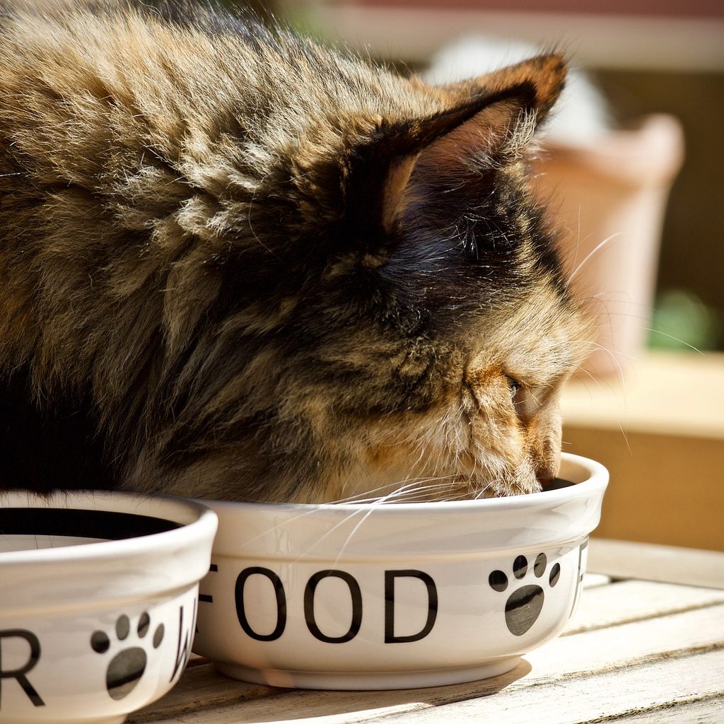 Cat eating out of a food dish next to a water dish