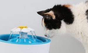 Cat sniffing at a plastic water fountain