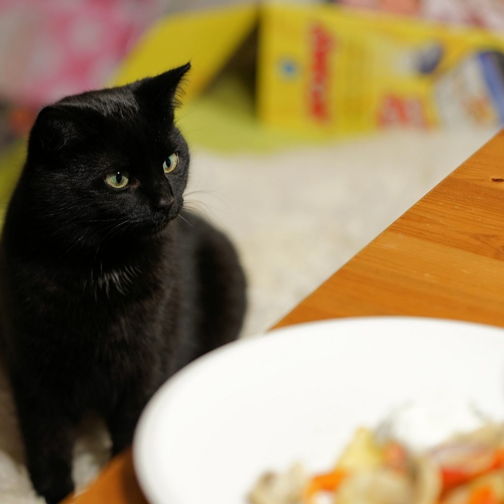 Black cat looking at a dinner plate