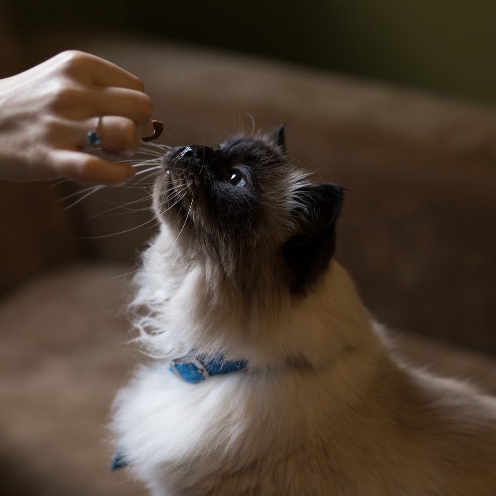 Cat reaching up for a treat