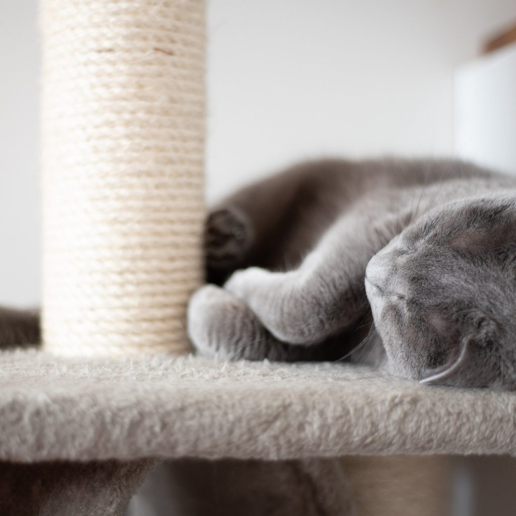 Grey cat sleeping on cat tree with a scratching post