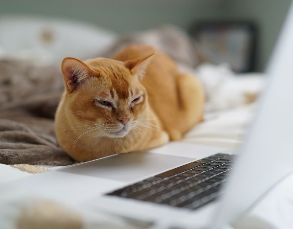 Orange cat sitting in front of a laptop