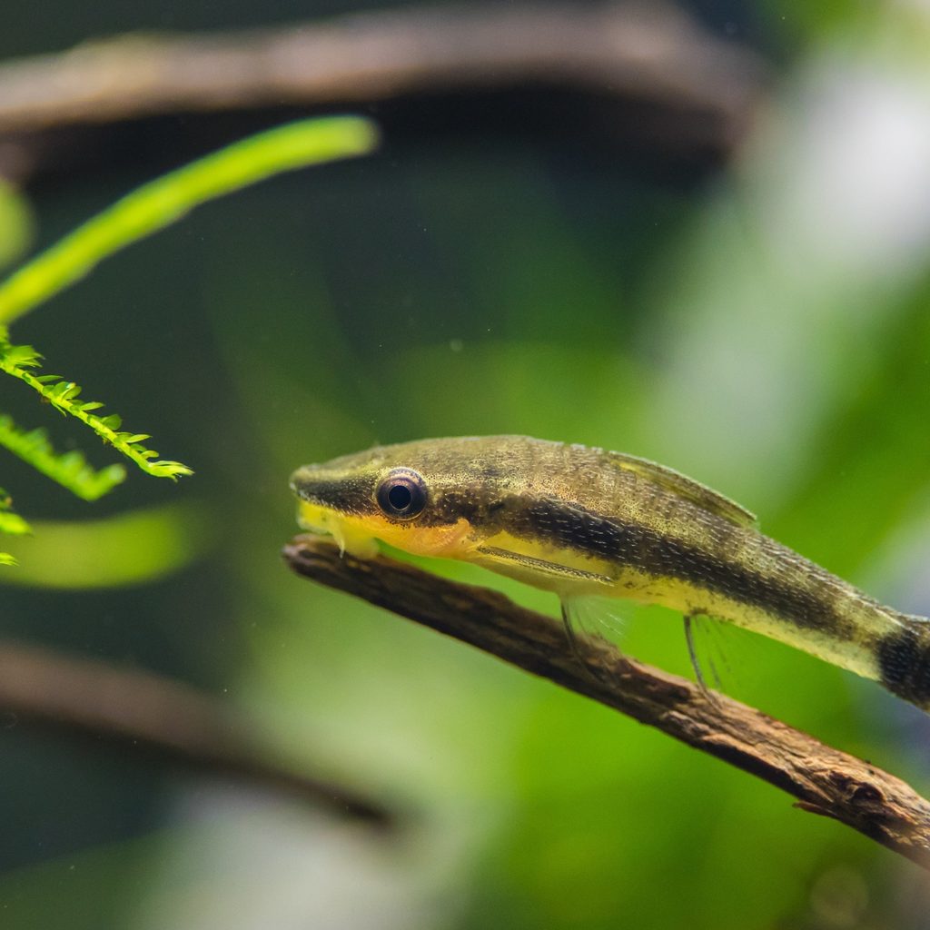 A catfish swims by a stick