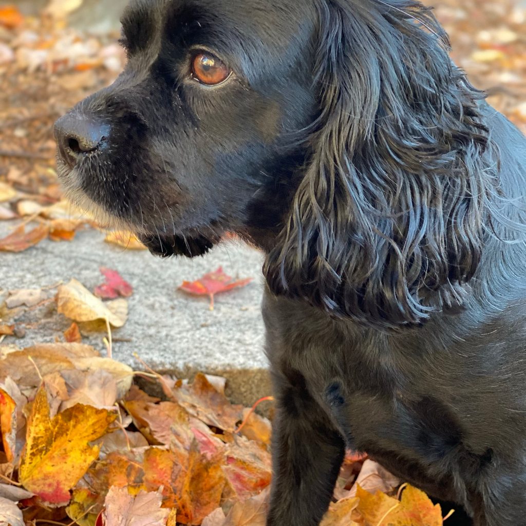 a black cavapoo's side profile in front of the autumn leaves on the ground