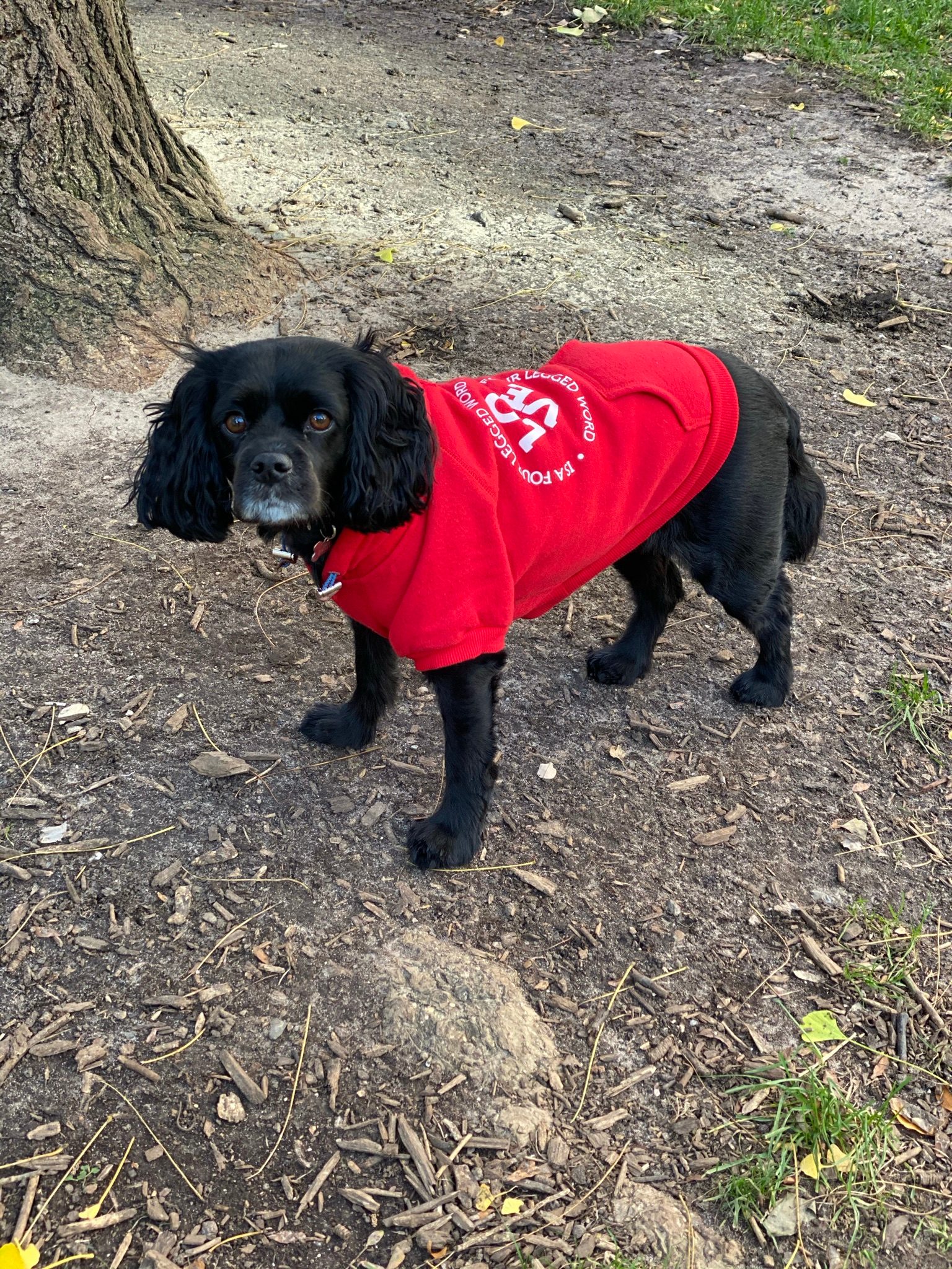 a black cavapoo in a red sweatshirt stands outside and looks at the camera