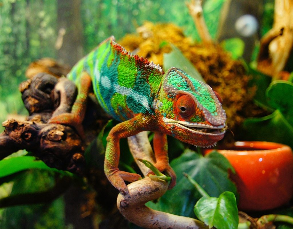 Chameleon on branch in habitat