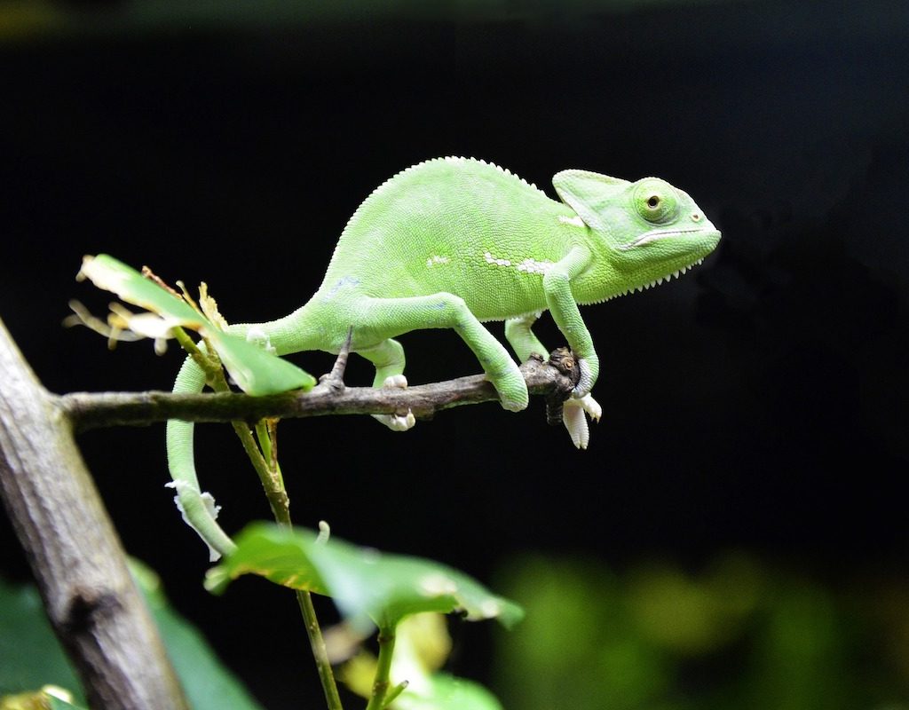 Chameleon sits on a tree branch