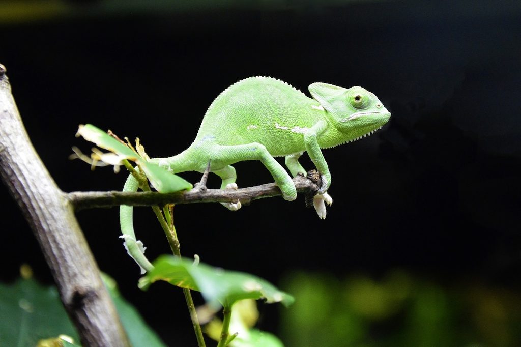 Chameleon sits on a tree branch